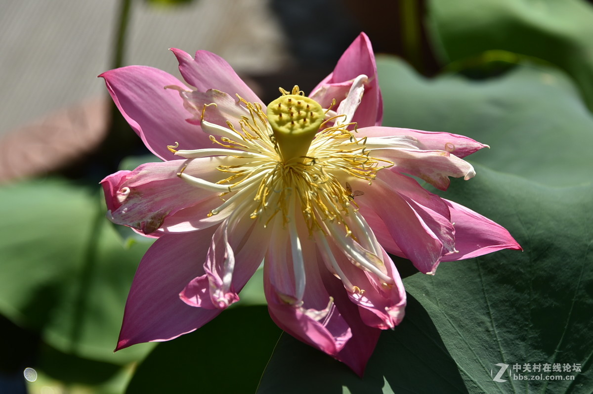 莲花池公园荷花