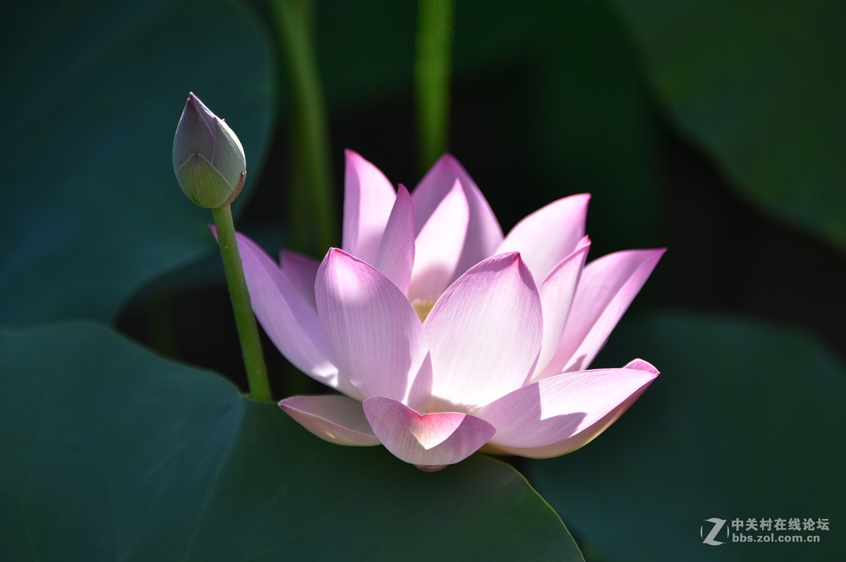 莲花池公园荷花