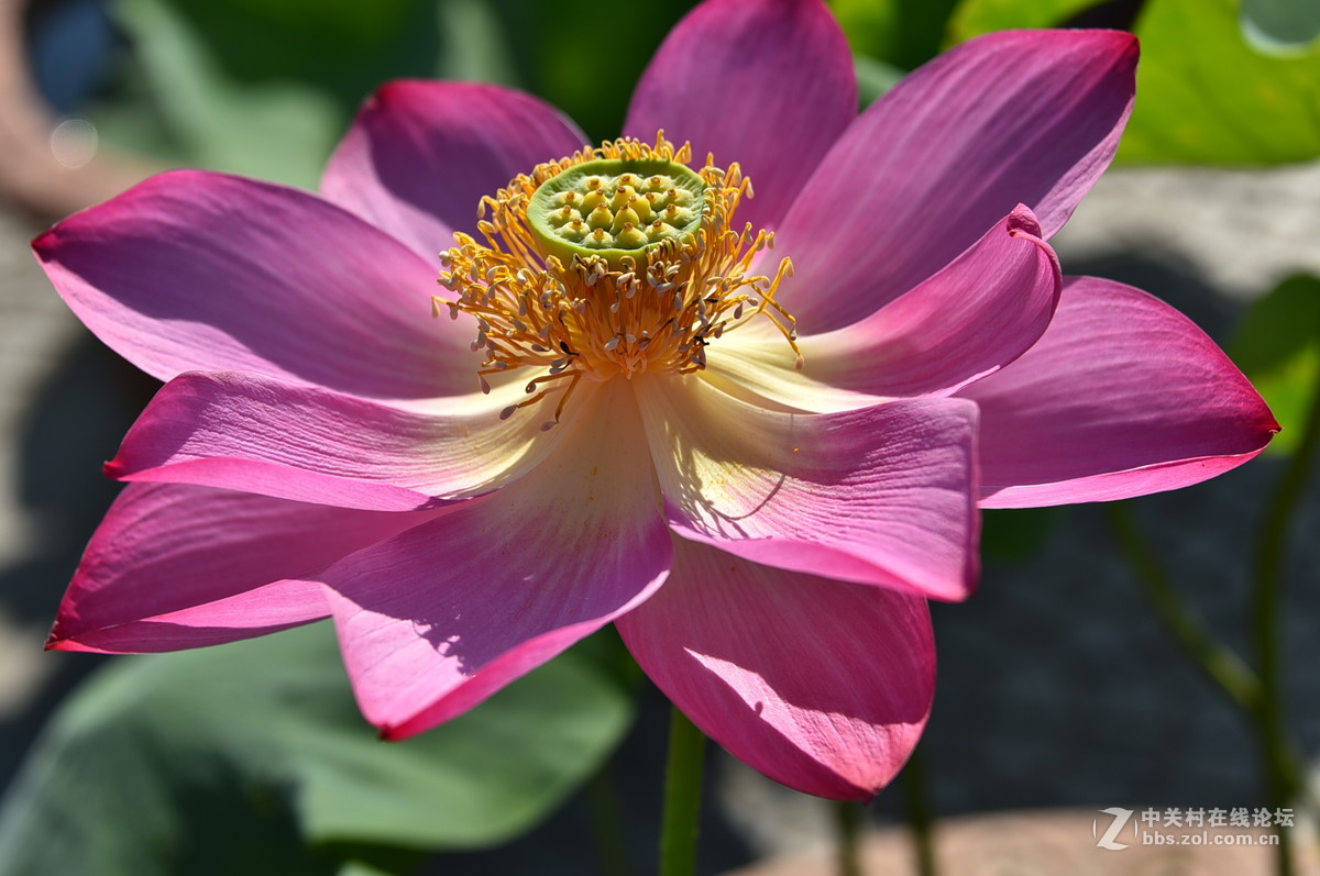 莲花池公园荷花