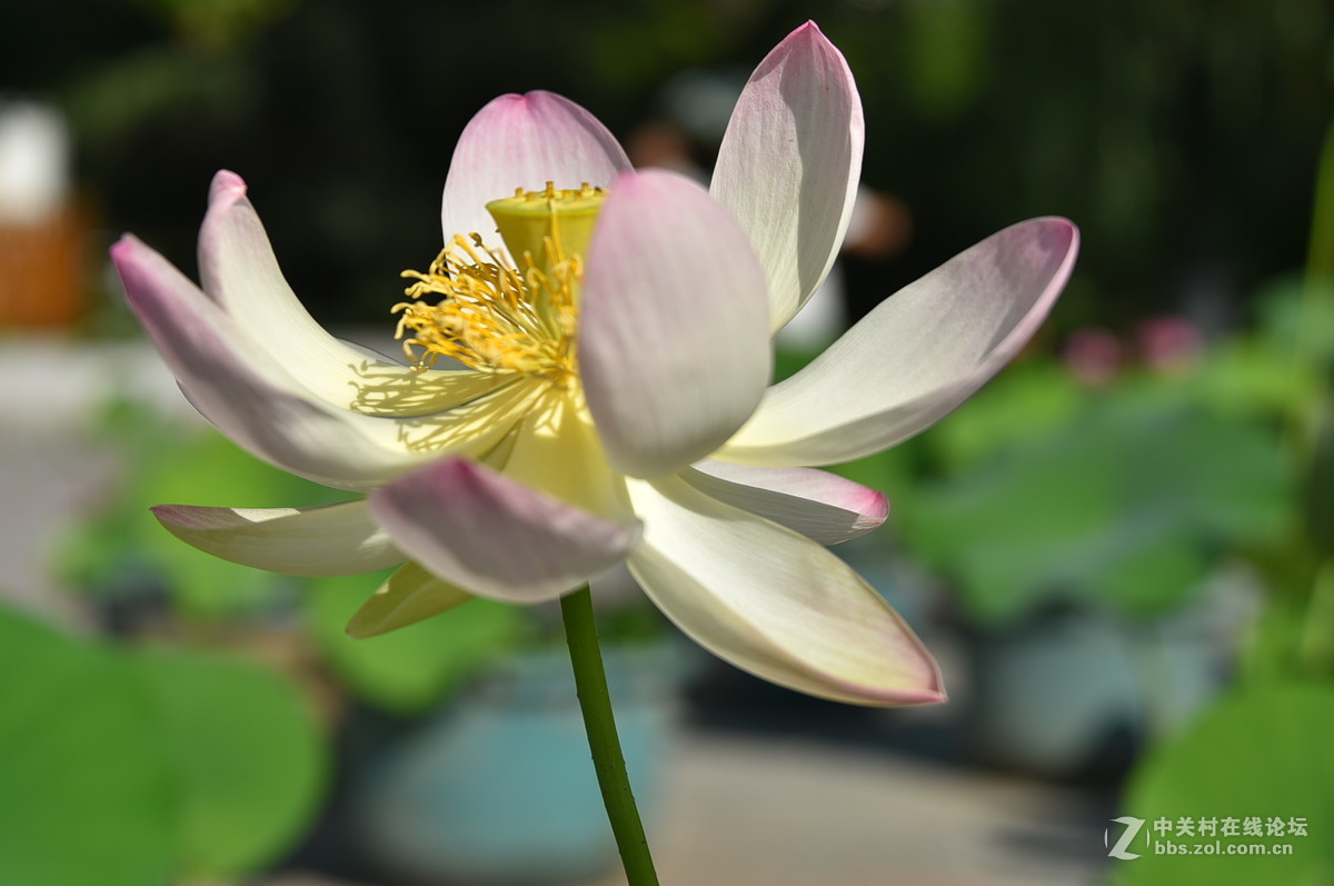 莲花池公园荷花