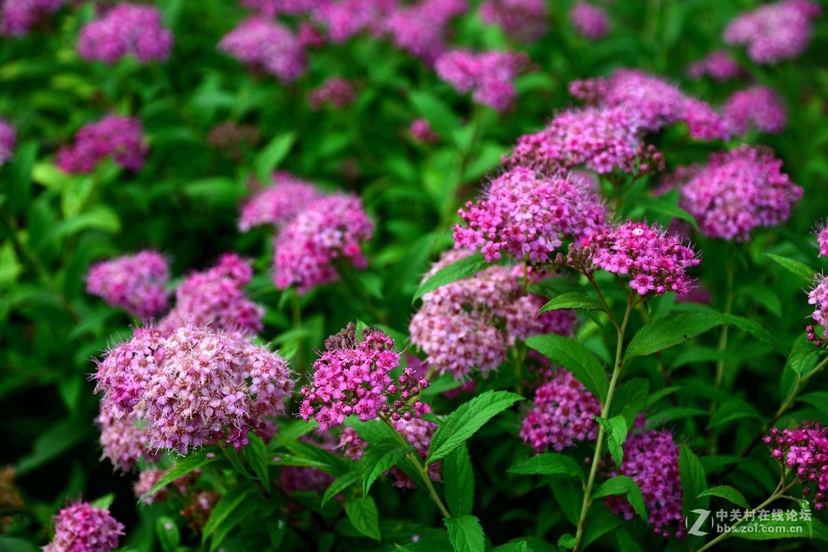 此花应叫粉花绣线菊