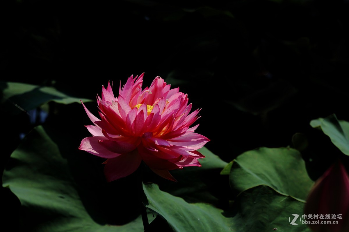 映日荷花别样红9