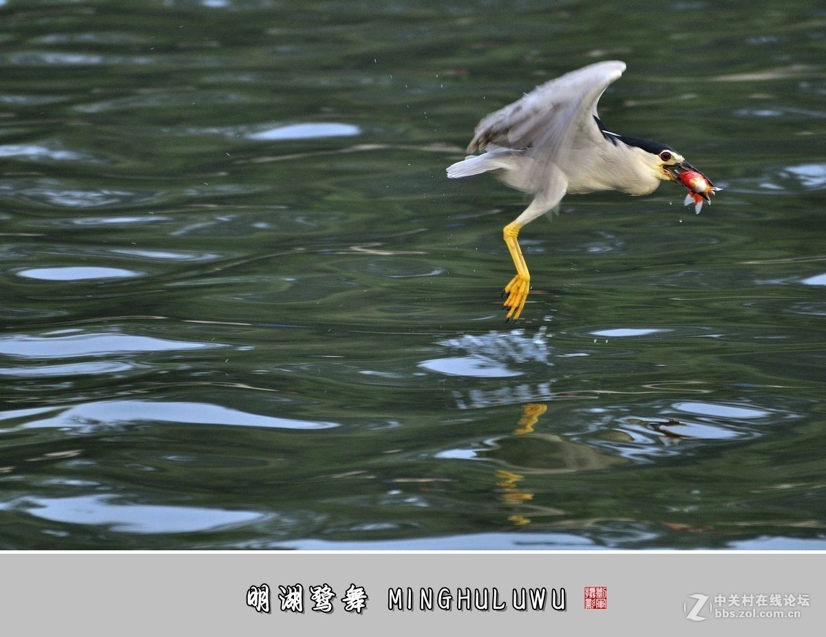 【视觉光影】——明湖鹭舞（28）