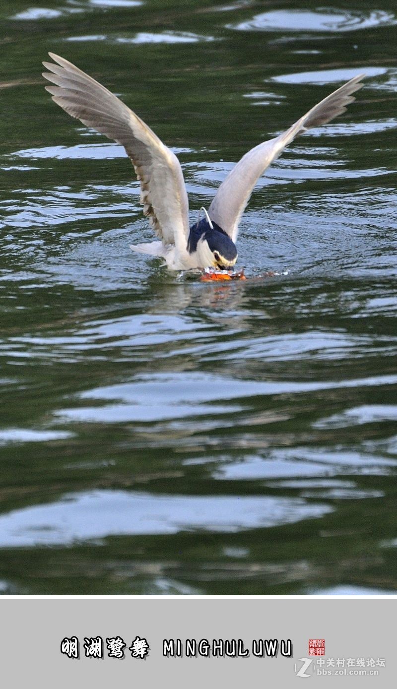 【视觉光影】——明湖鹭舞（28）