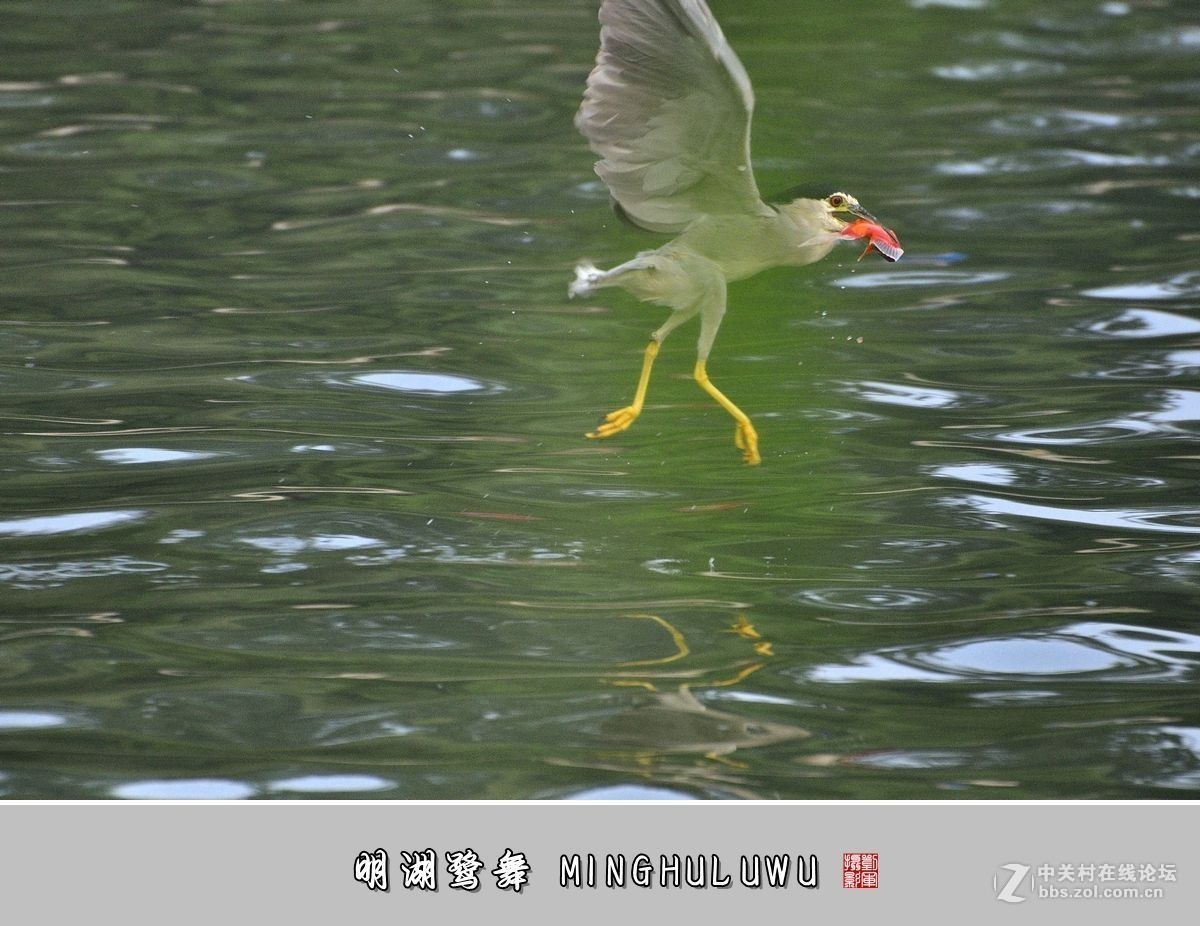 【视觉光影】——明湖鹭舞（28）