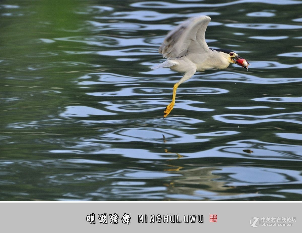 【视觉光影】——明湖鹭舞（28）