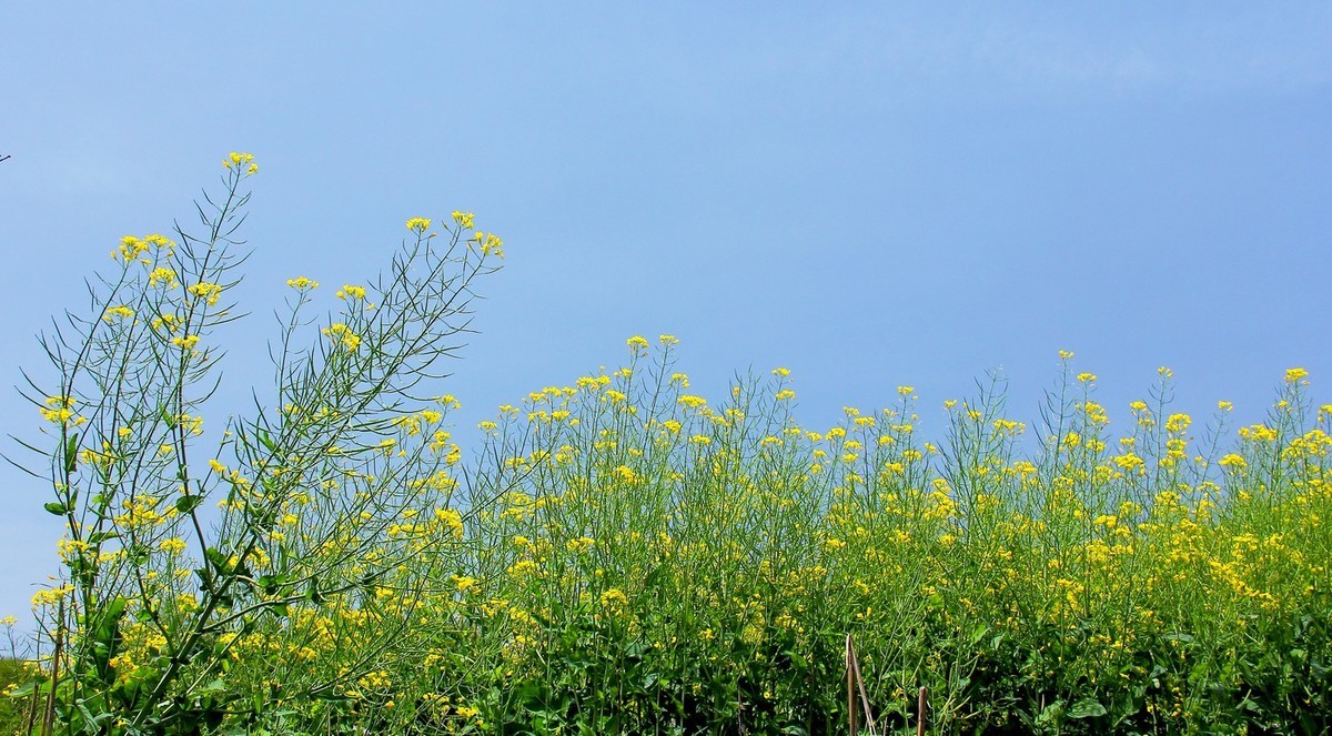 #佳能迷你单反EOS 200D-轻装绘青#南昌牛岭去踏青，油菜花给您带来美的感受。