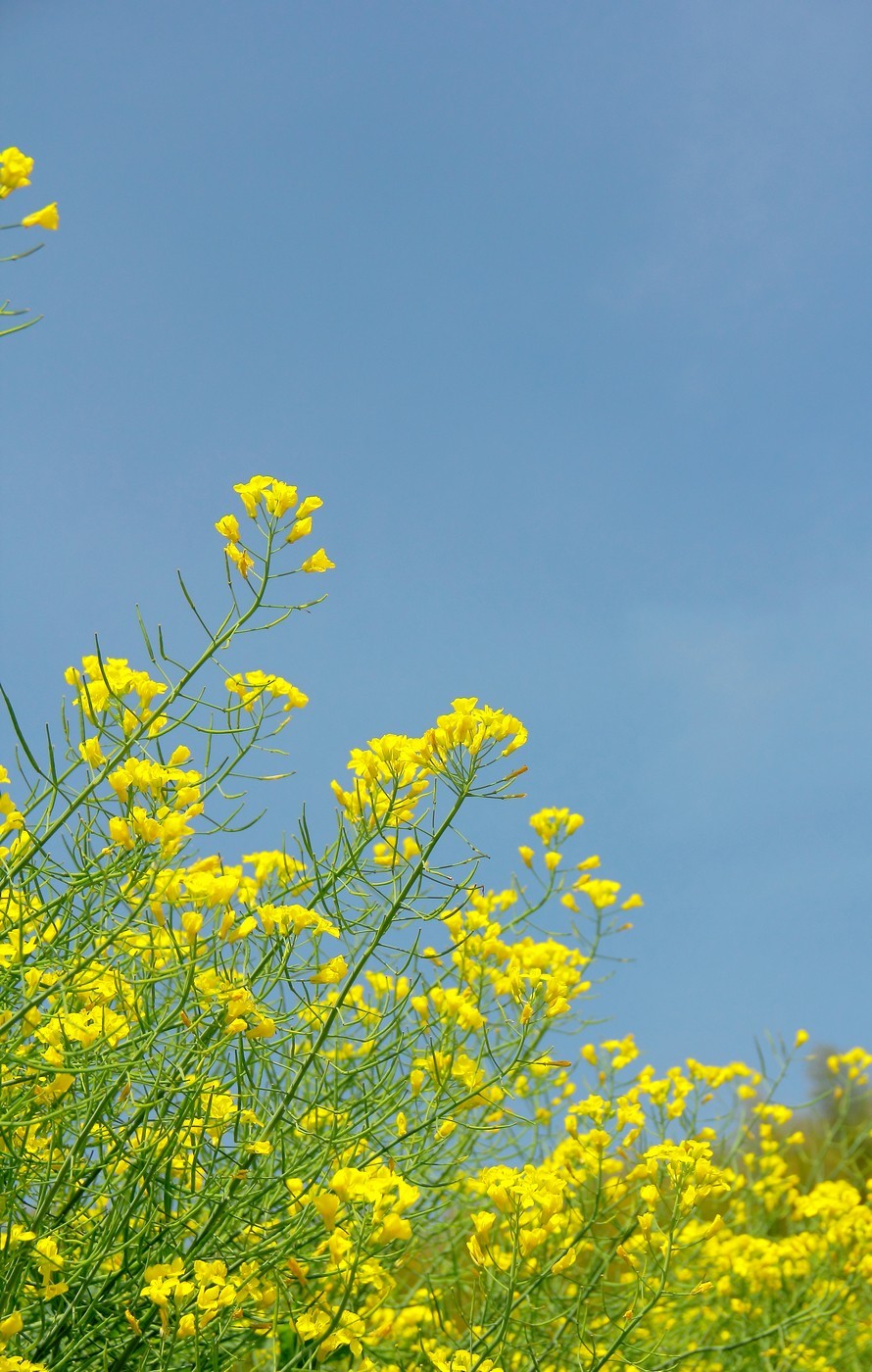 #佳能迷你单反EOS 200D-轻装绘青#南昌牛岭去踏青，油菜花给您带来美的感受。