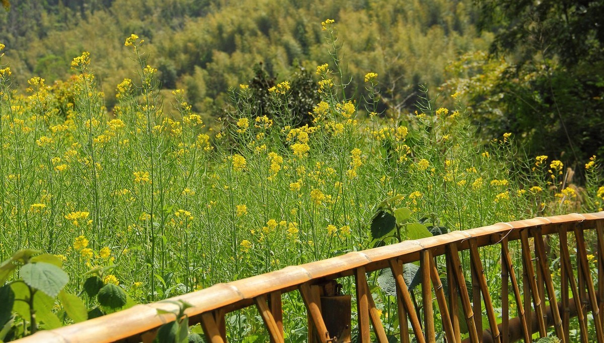 #佳能迷你单反EOS 200D-轻装绘青#南昌牛岭去踏青，油菜花给您带来美的感受。