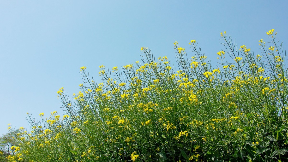 #佳能迷你单反EOS 200D-轻装绘青#南昌牛岭去踏青，油菜花给您带来美的感受。