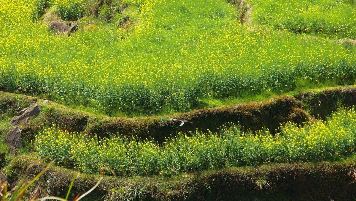 #佳能迷你单反EOS 200D-轻装绘青#南昌牛岭去踏青，油菜花给您带来美的感受。