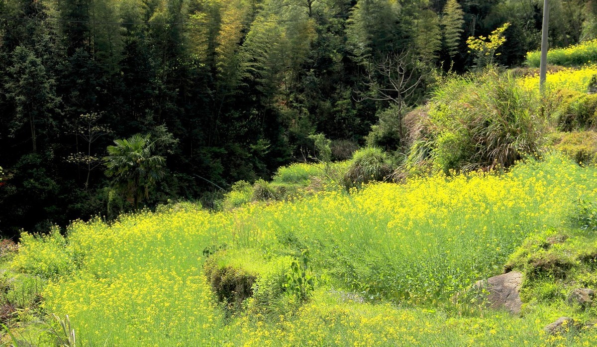 #佳能迷你单反EOS 200D-轻装绘青#南昌牛岭去踏青，油菜花给您带来美的感受。