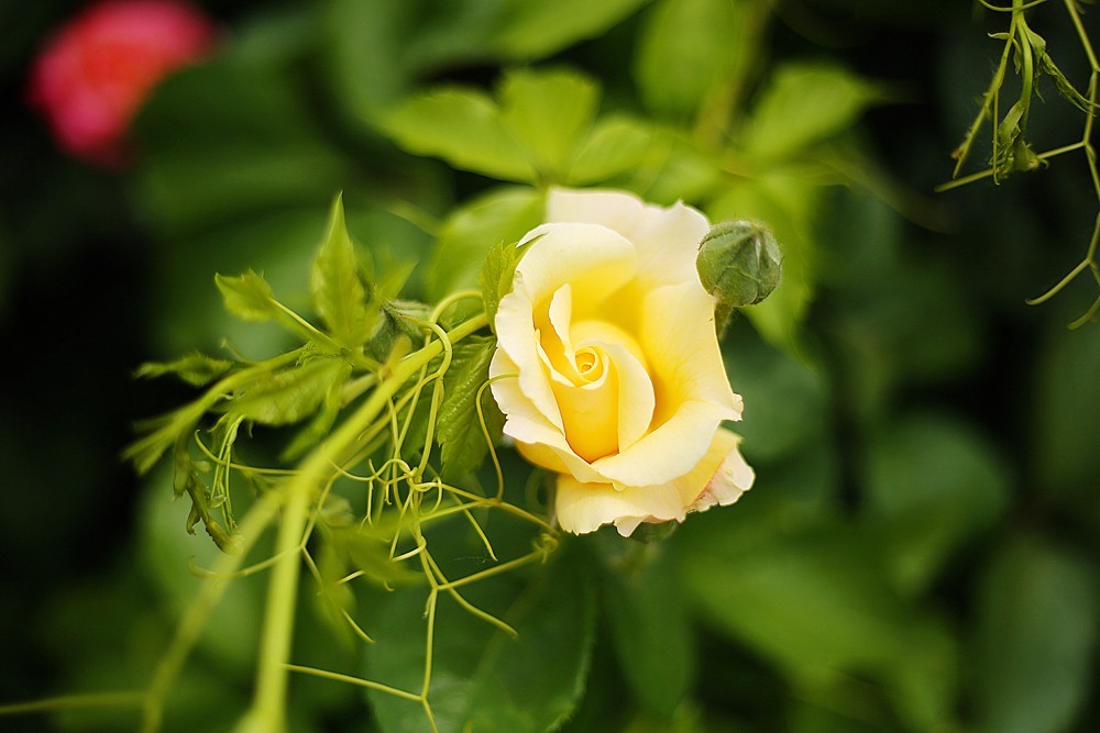 体验佳能50 /1.8STM
