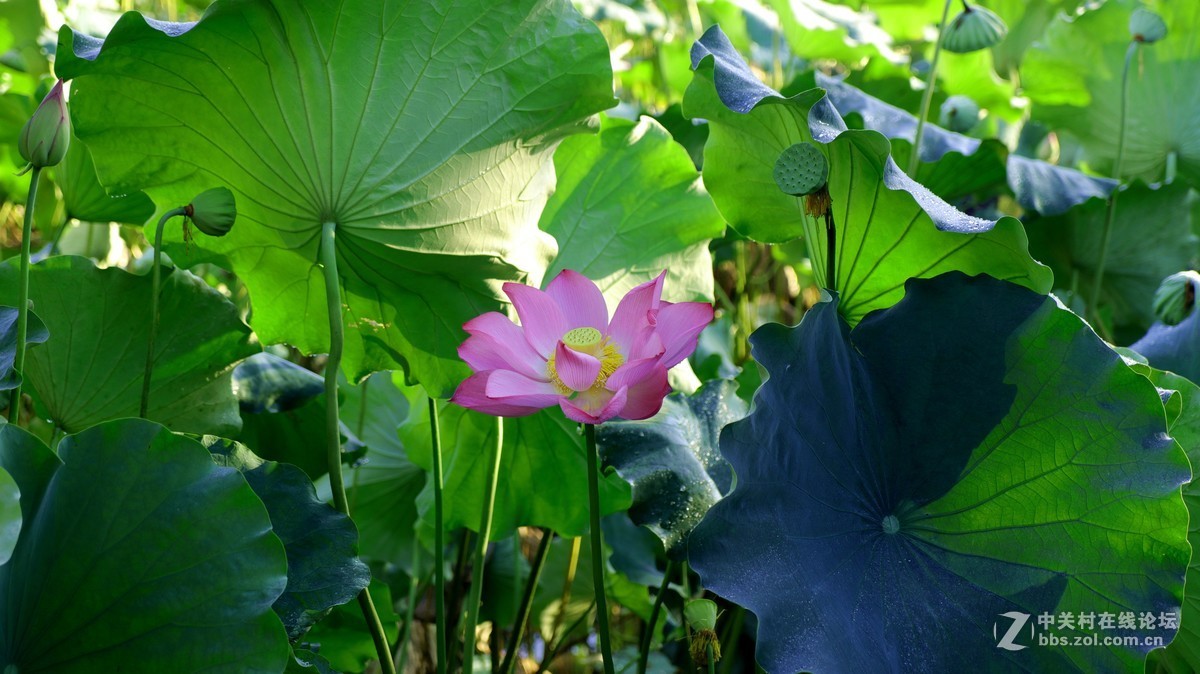 佳能17-55f2.8烈日下荷花