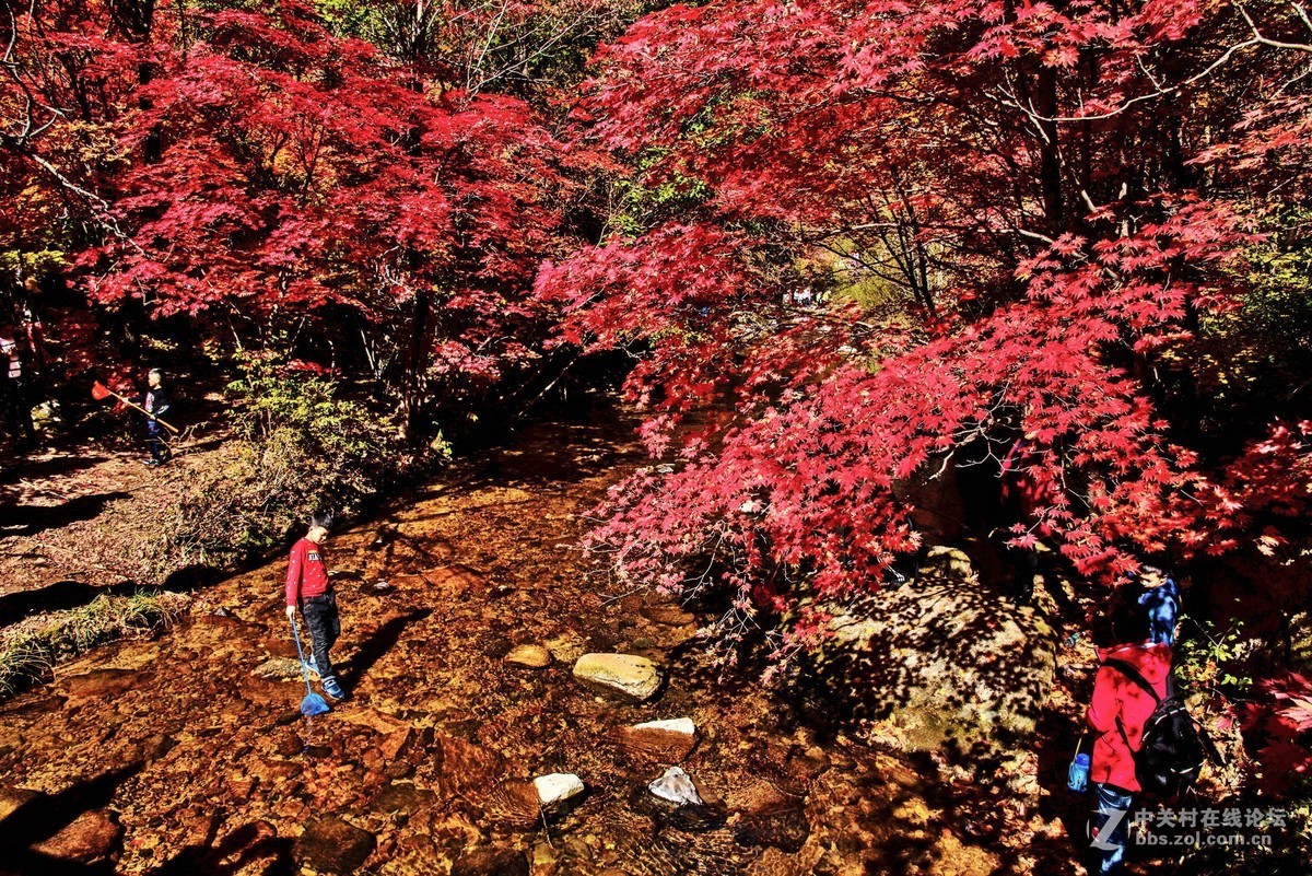 万山红遍