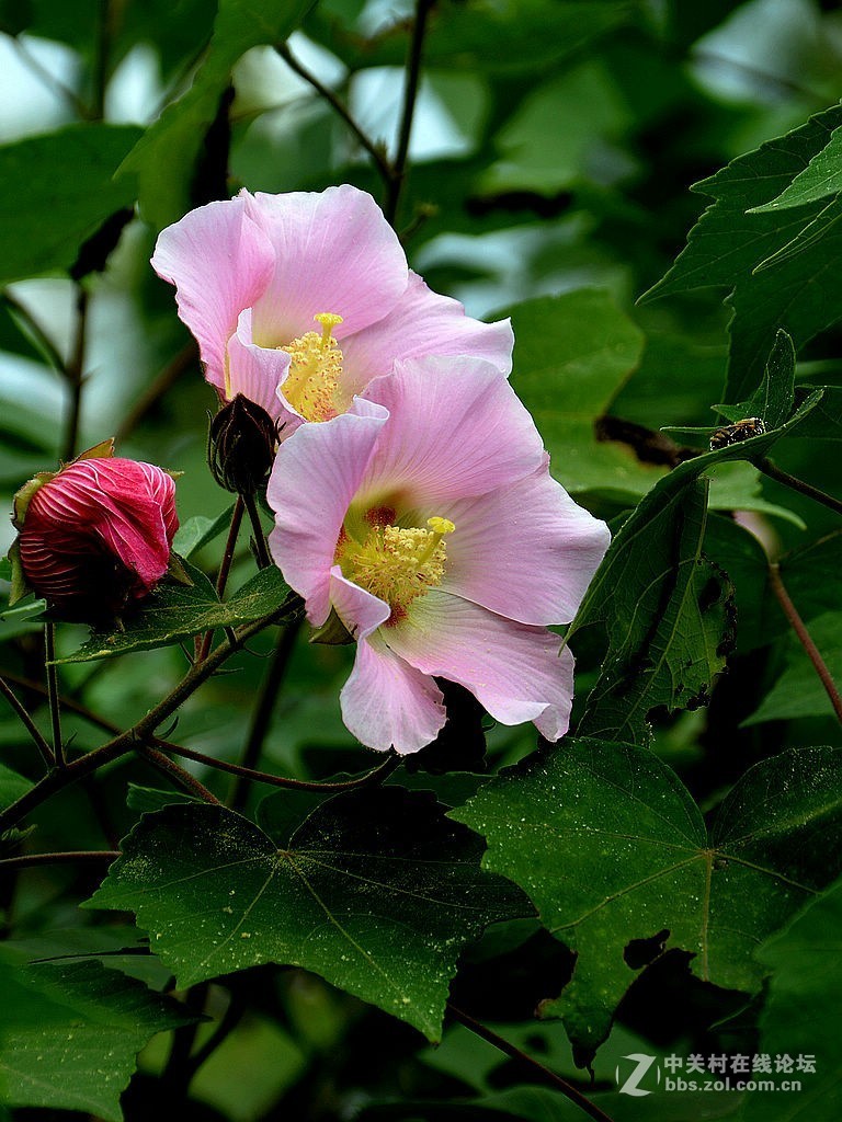 秋芙蓉-3