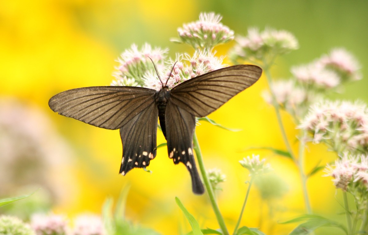 形若凤蝶的榆凤蛾