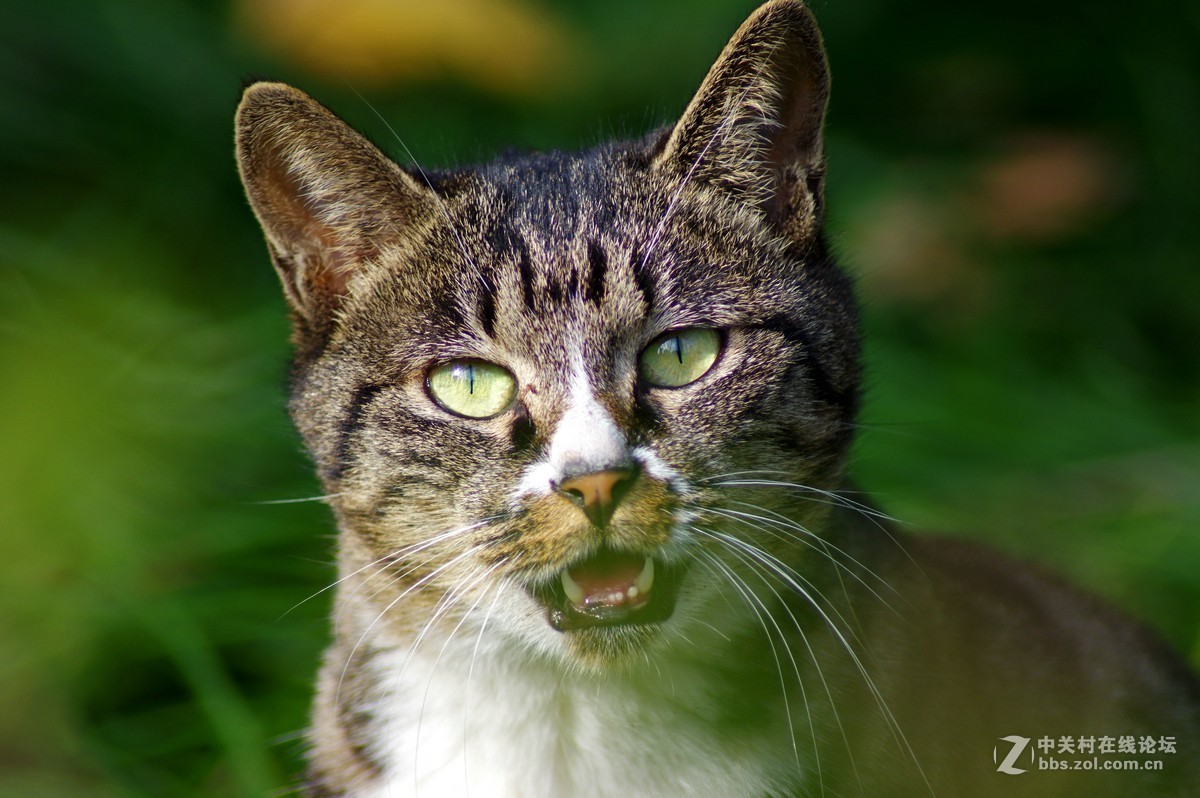 近期小作-腾龙a17的性价比挺高