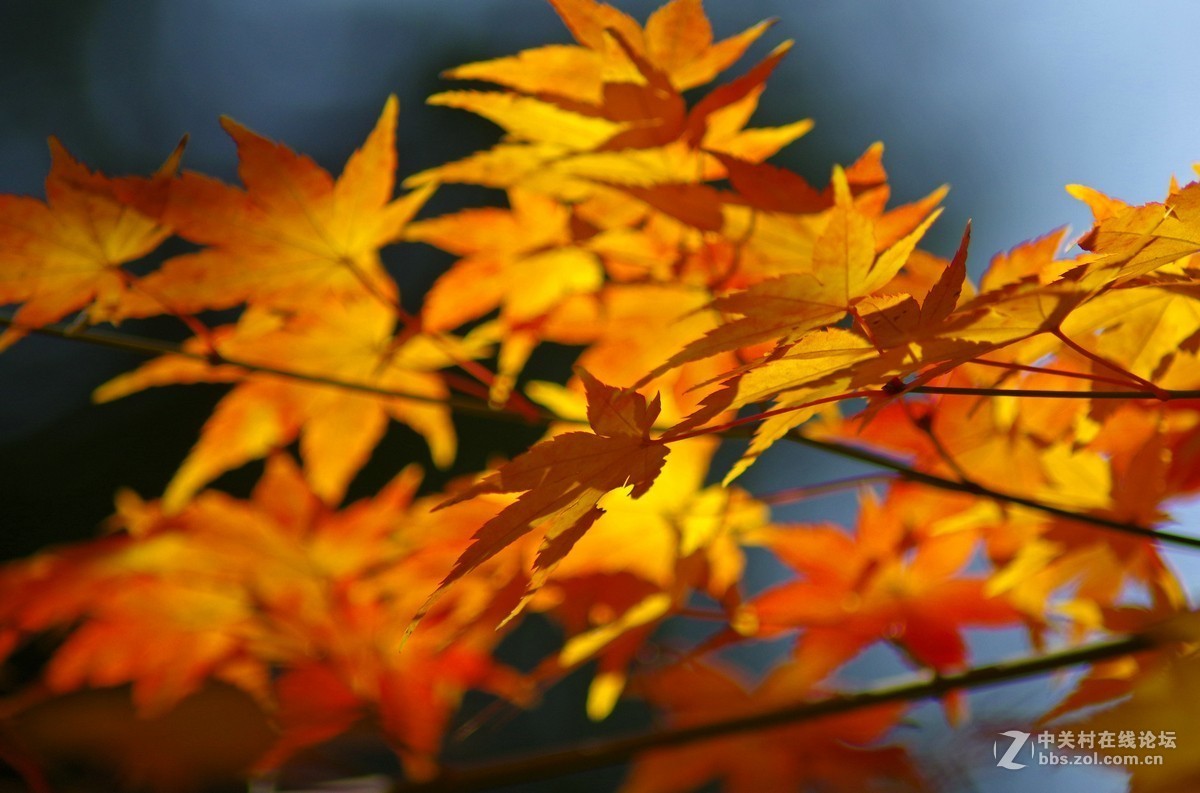 近期小作-腾龙a17的性价比挺高