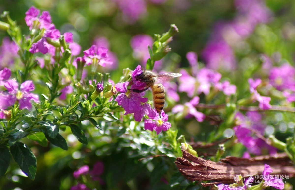 近期小作-腾龙a17的性价比挺高