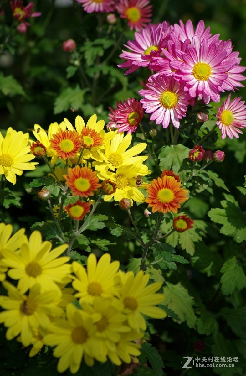 近期小作-腾龙a17的性价比挺高