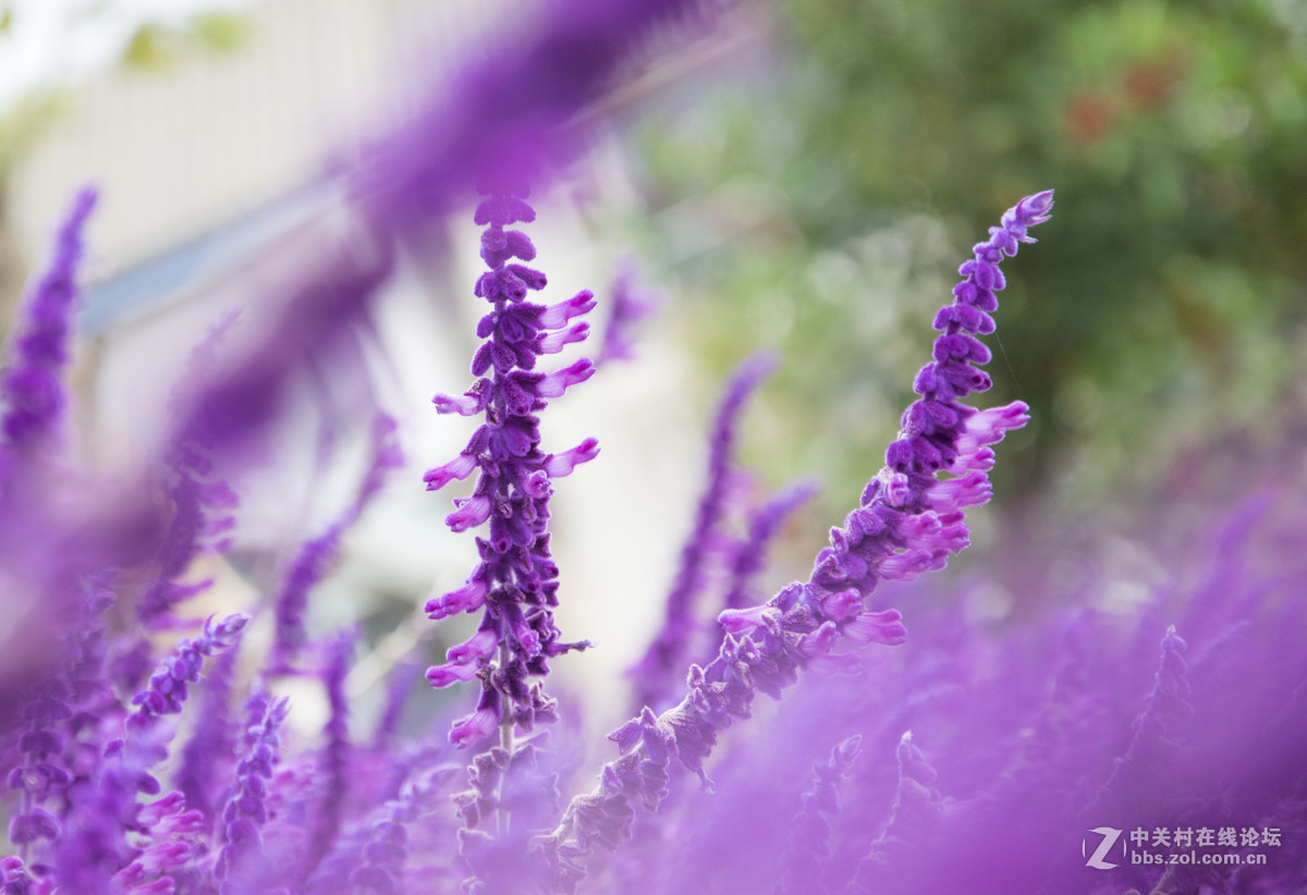 花花世界