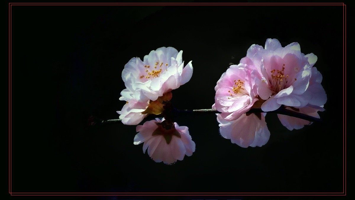 ѩɣʰš