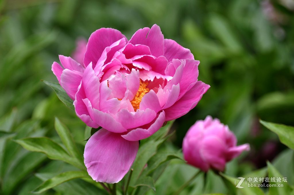 芍药花-------。
