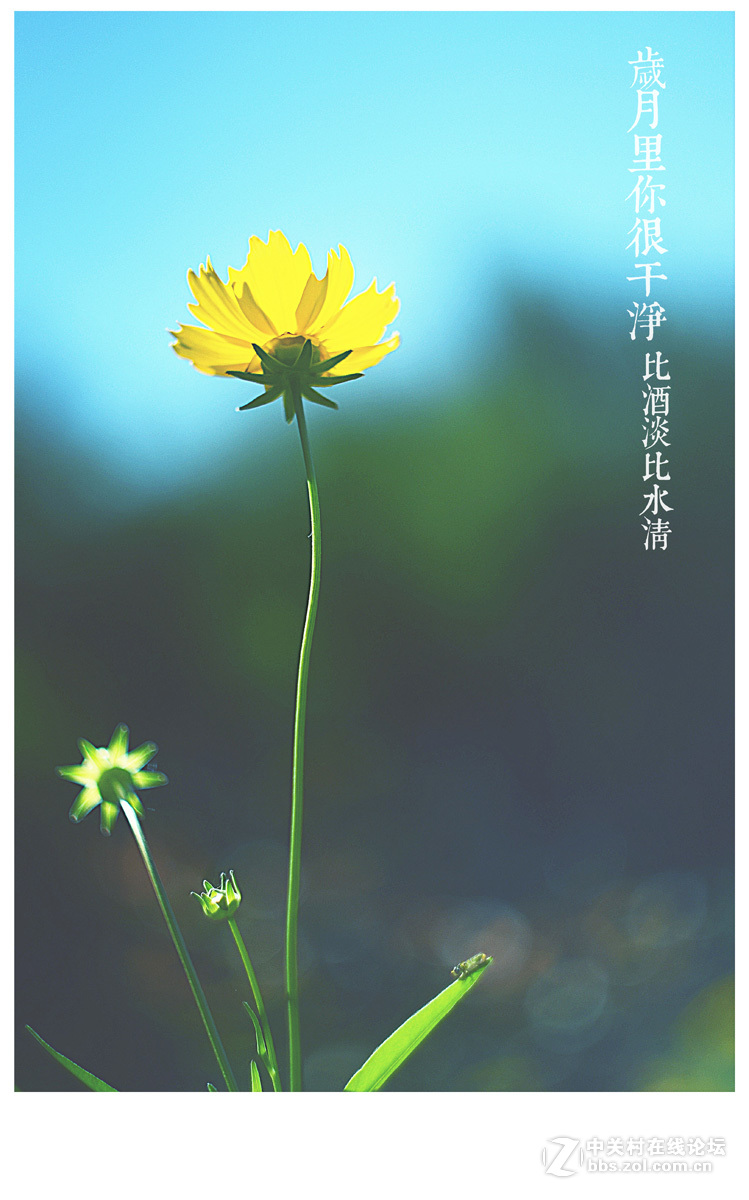 【左边视觉】夏末~~~~（八羽怪试片）~长夏逝去~岁月静好~