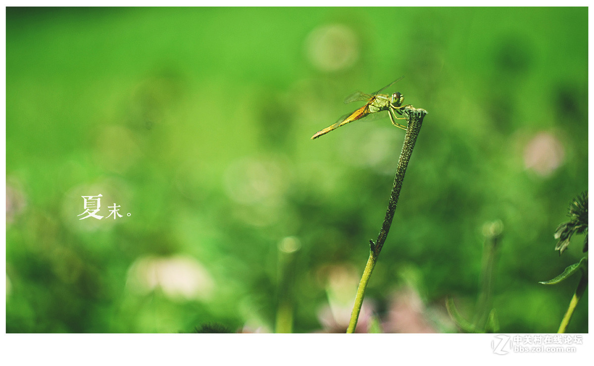 【左边视觉】夏末~~~~（八羽怪试片）~长夏逝去~岁月静好~