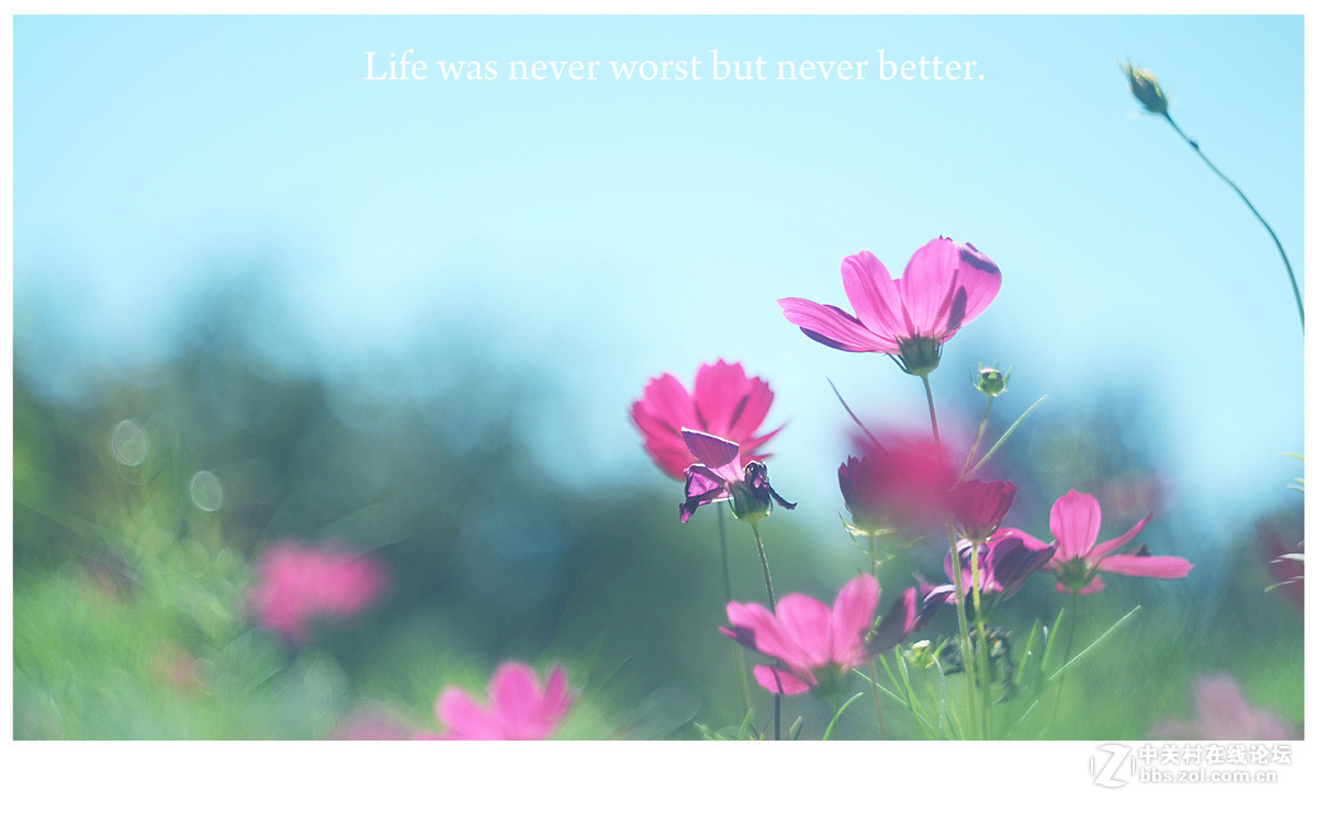 【左边视觉】夏末~~~~（八羽怪试片）~长夏逝去~岁月静好~