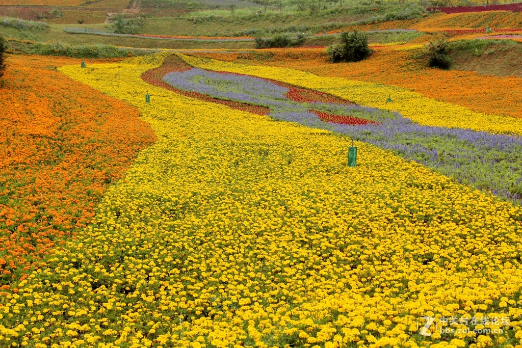 --------羊昌镇“花画小镇”随拍--------