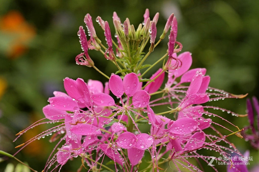 --------羊昌镇“花画小镇”随拍--------