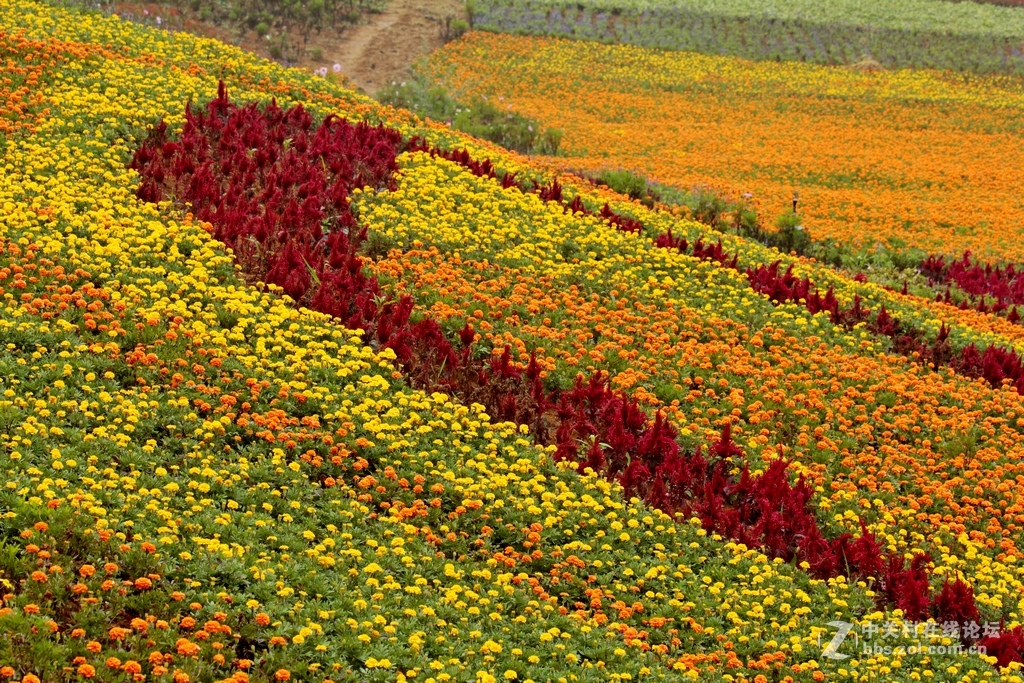 --------羊昌镇“花画小镇”随拍--------