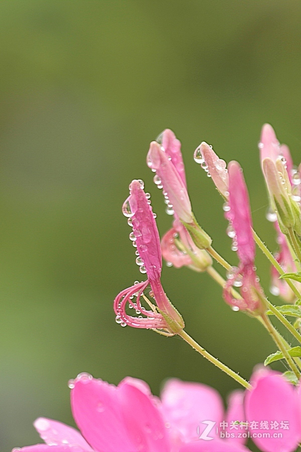 --------羊昌镇“花画小镇”随拍--------