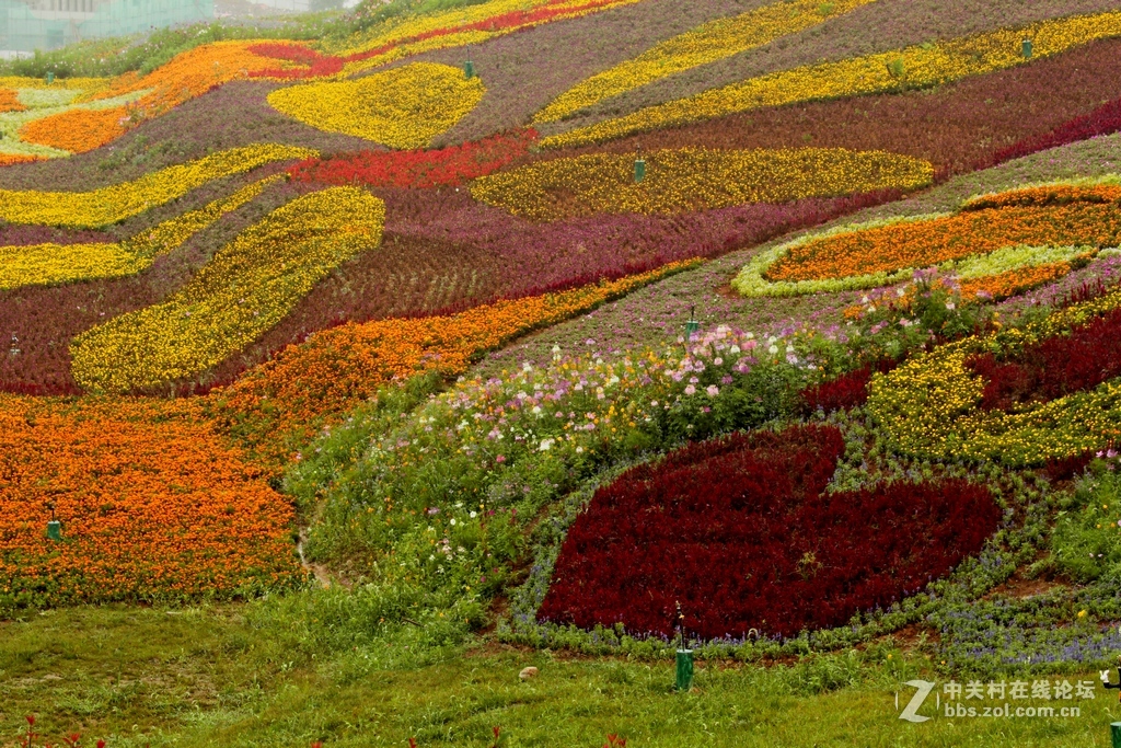 --------羊昌镇“花画小镇”随拍--------