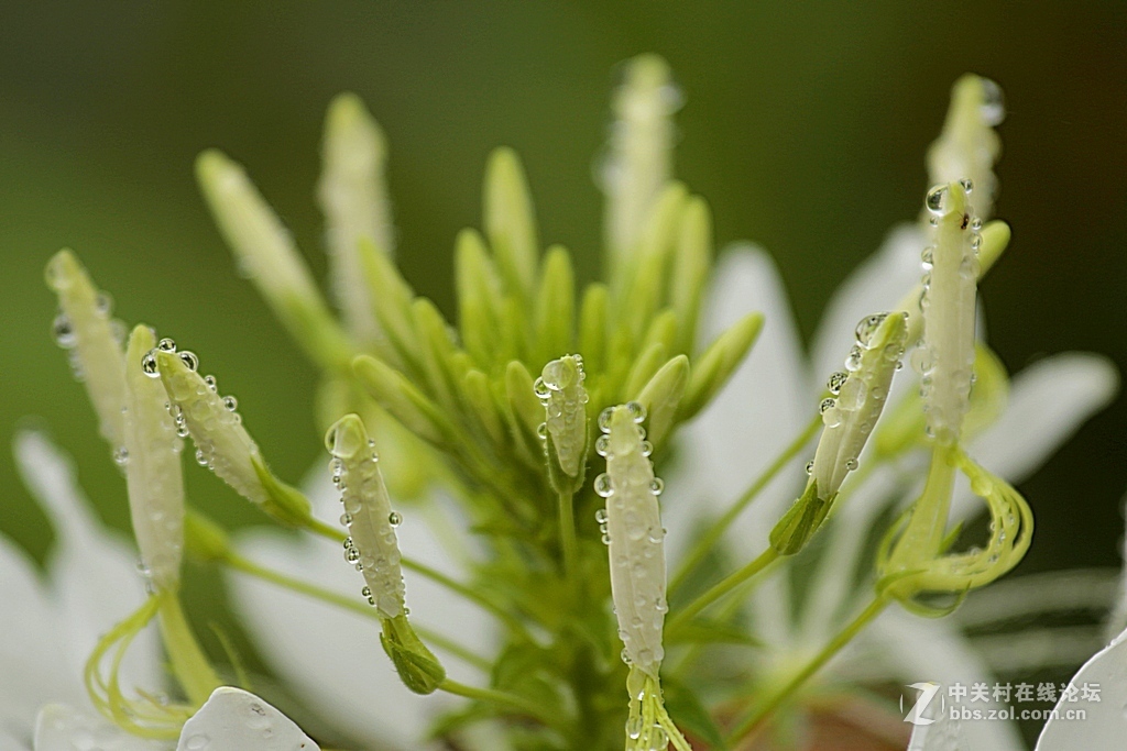 --------羊昌镇“花画小镇”随拍--------