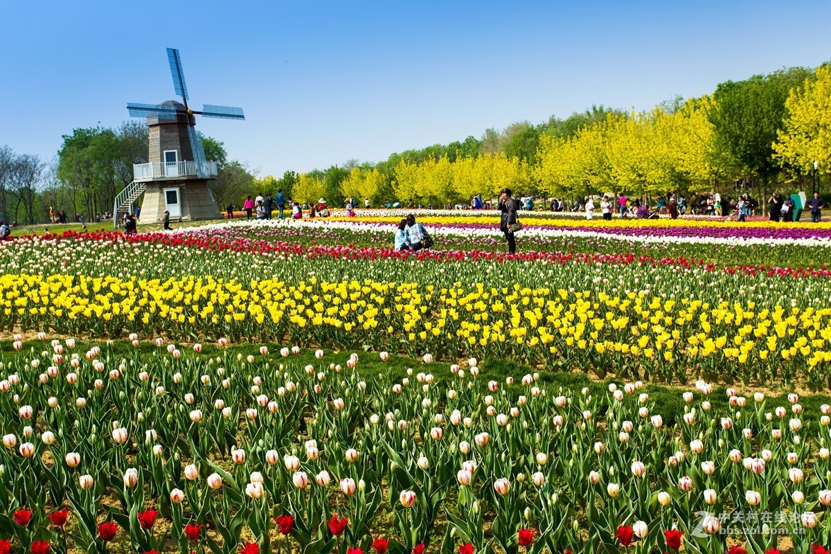 北京国际鲜花港