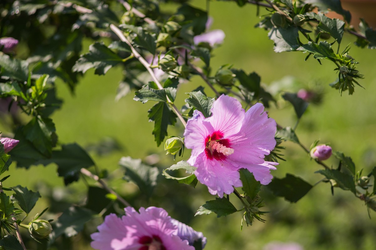 小区的木槿花------东蔡3.5/135试镜