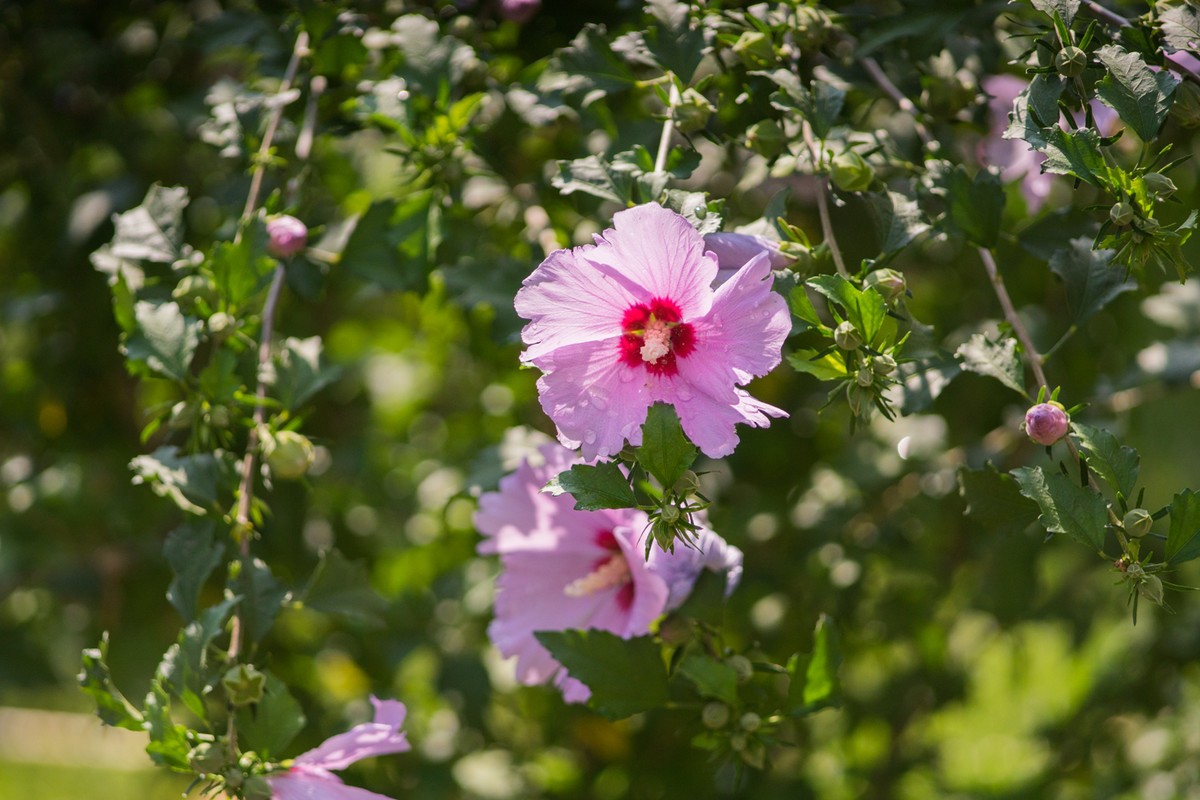 小区的木槿花------东蔡3.5/135试镜