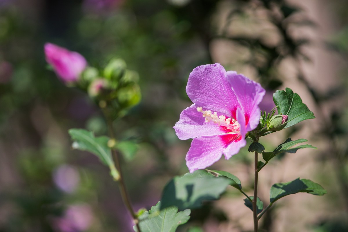 小区的木槿花------东蔡3.5/135试镜