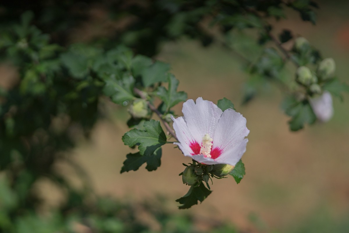 小区的木槿花------东蔡3.5/135试镜