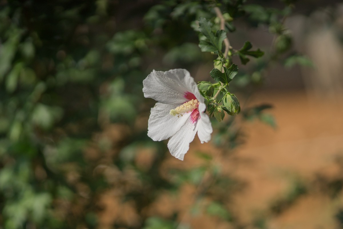 小区的木槿花------东蔡3.5/135试镜