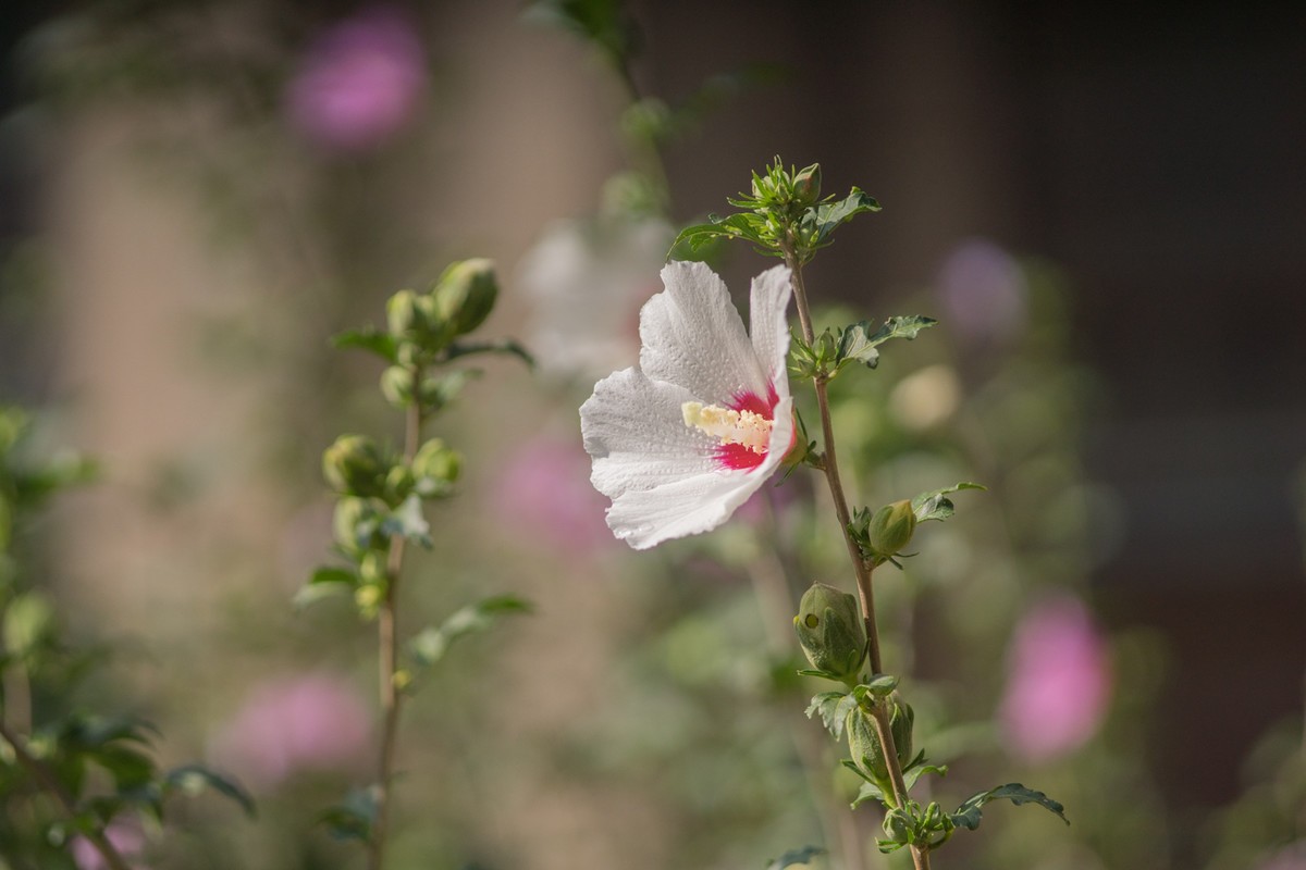小区的木槿花------东蔡3.5/135试镜