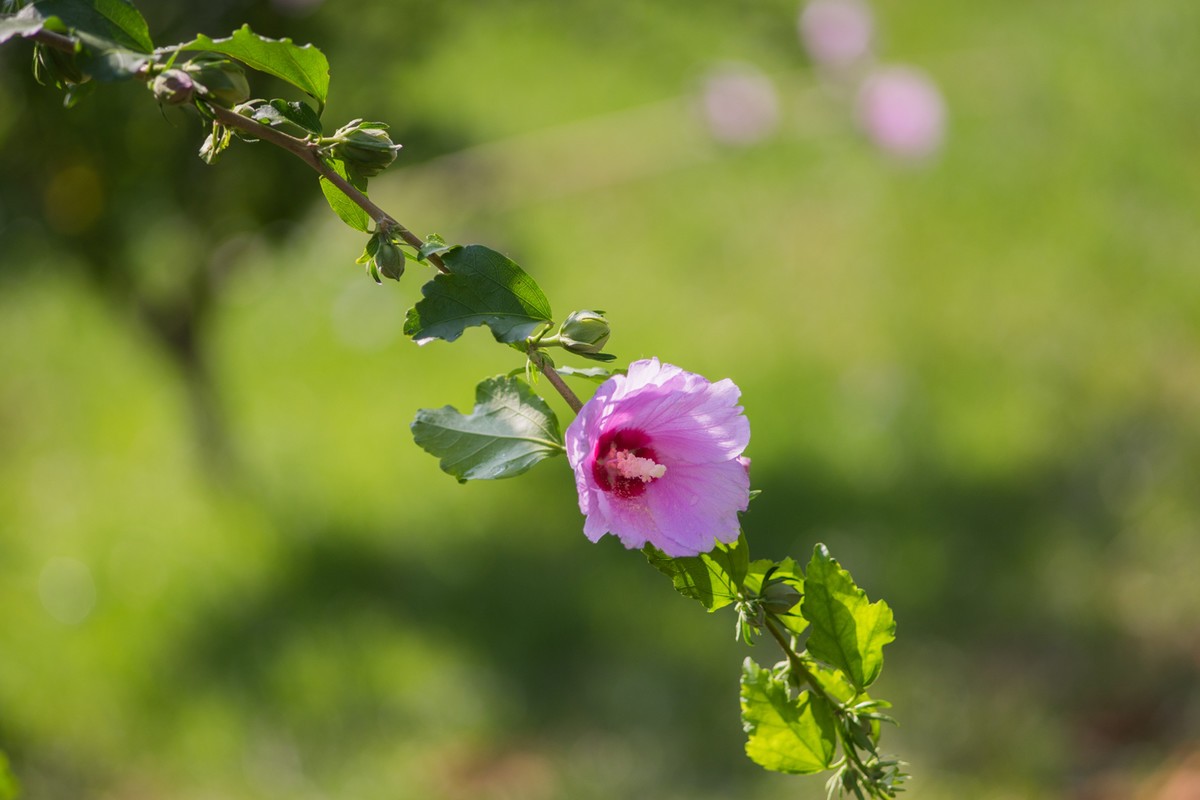 小区的木槿花------东蔡3.5/135试镜