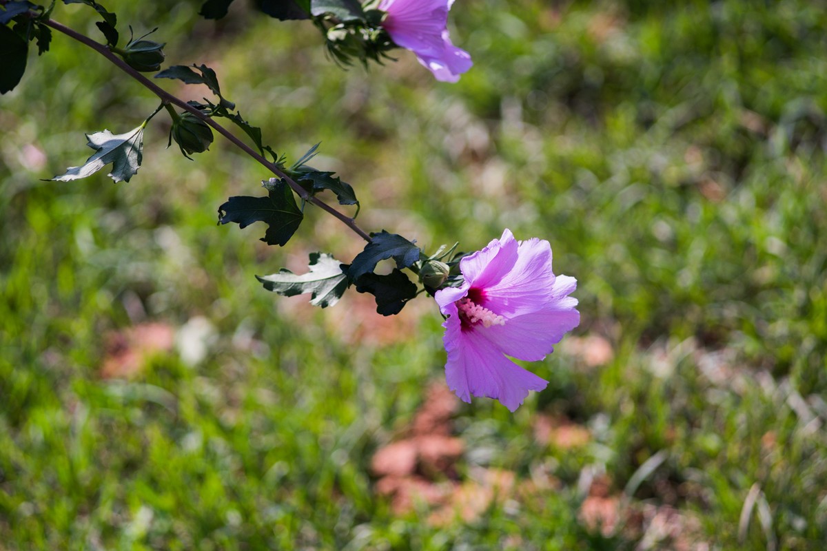 小区的木槿花------东蔡3.5/135试镜
