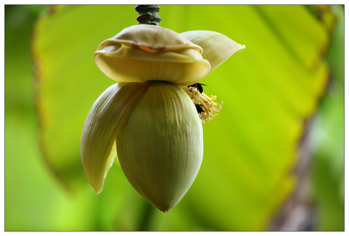 生态小品 芭蕉心
