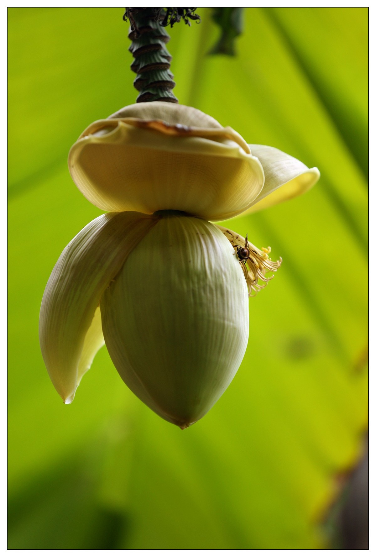 生态小品 芭蕉心