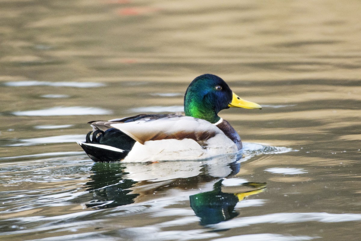 绿头鸭与罗纹鸭