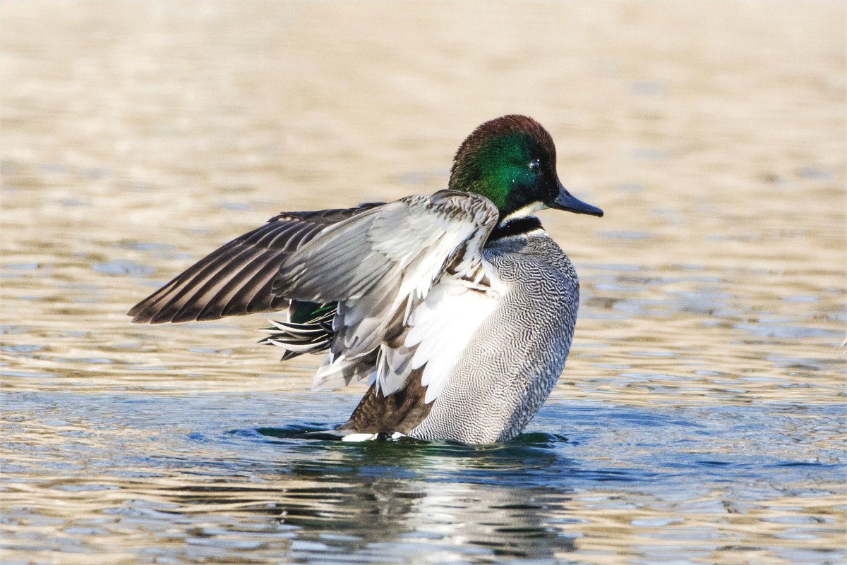 绿头鸭与罗纹鸭